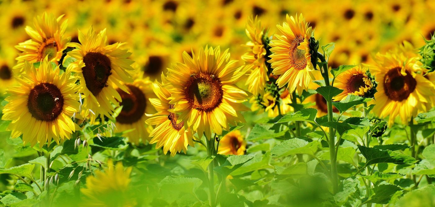 Gesund durch den Sommer